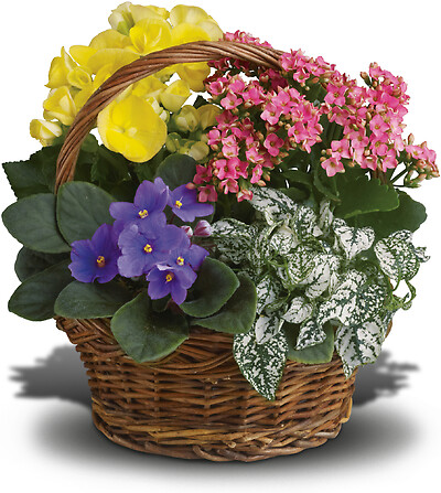 Spring Has Sprung Mixed Basket